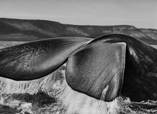 genesis3 Foto: Sebastião Salgado