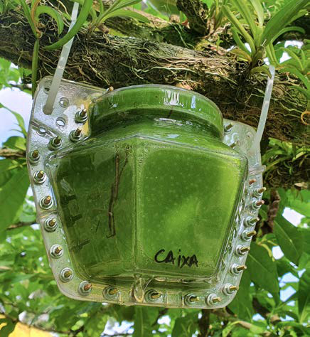 Cuia Colab - imagen 3