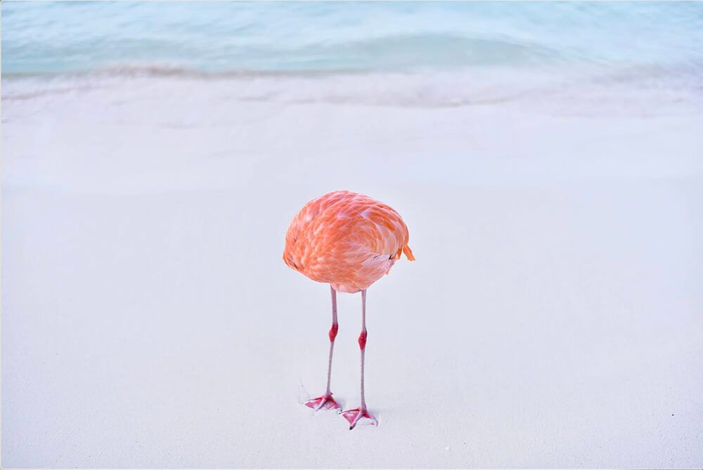 Miles Astray, Flamingone, 2024