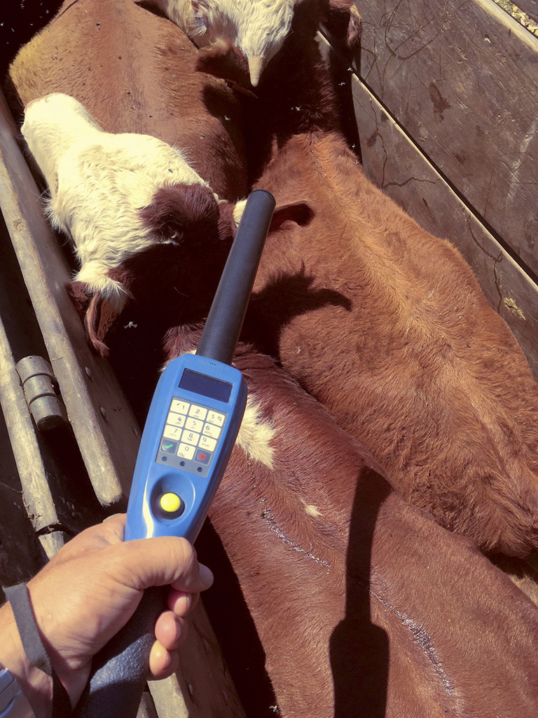 Baqueano–Prona: rediseño de lector ganadero para mayor competitividad tecnológica