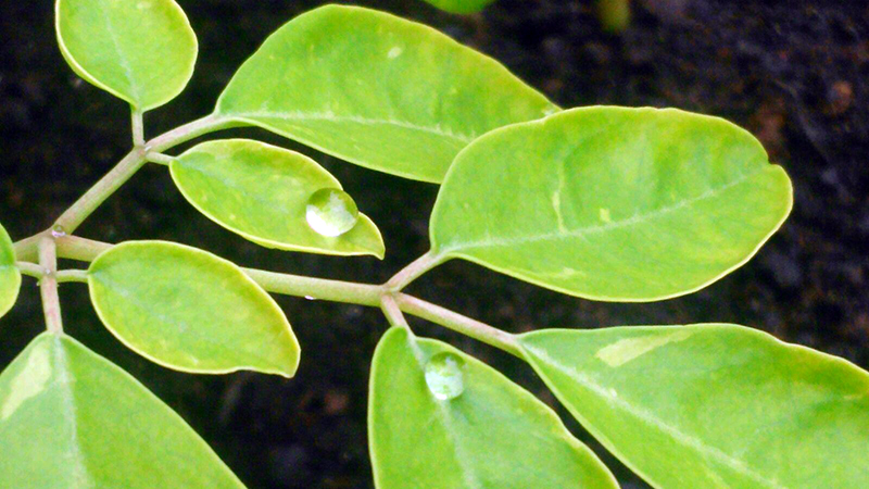 Moringa Smile